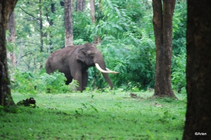 Tamed elephant