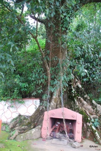 Chain Tree